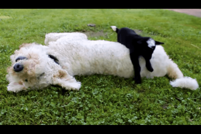 Новорожденный козлик, перелезающий через спящего пса, покорил сеть. Видео