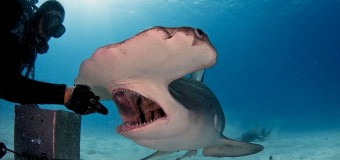 Американец покормил акулу прямо из рук. Фото