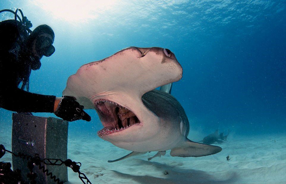 Американец покормил акулу прямо из рук. Фото