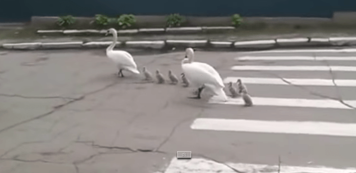 Лебеди остановили движение в центре города. Видео