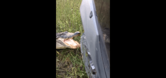 Аллигатор напал на автомобиль: 4 млн просмотров. Видео