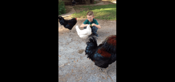 Дружба мальчика и курицы покорила интернет. Видео