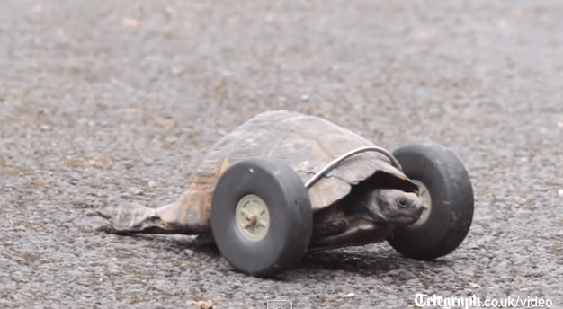 Черепахе поставили протезы на колесиках. Видео
