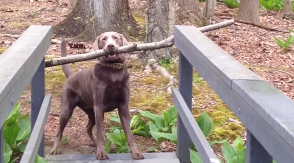 Видео, как пес пронес палку через узкий мост, собрало более 4 млн просмотров