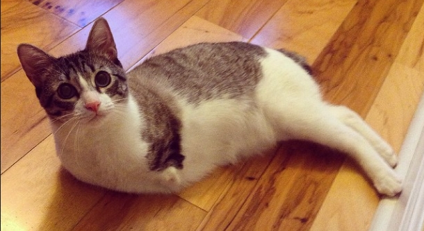 Двулапый котенок из США стал звездой, покорив пользователей сети. Видео
