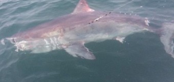 У берегов Корнуолла британец поймал 180-килограммовую акулу. Видео
