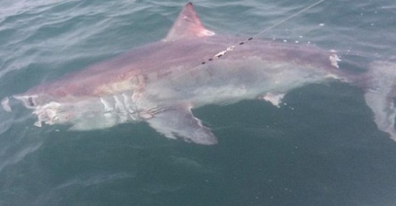 У берегов Корнуолла британец поймал 180-килограммовую акулу. Видео