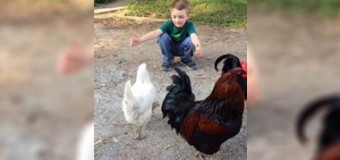 Видео, как мальчик обнимается с курицей, покорило пользователей сети
