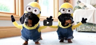 Очень смешное видео: собаки-миньоны «взорвали» сеть. Видео