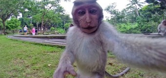 На Бали макака отобрала у туристки камеру и сделала на нее селфи. Видео