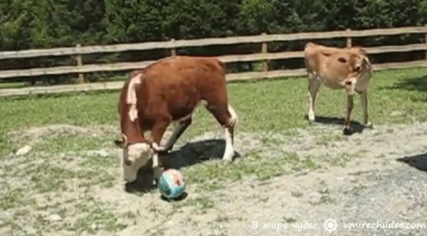 Хит сети: корова играет в мяч. Видео