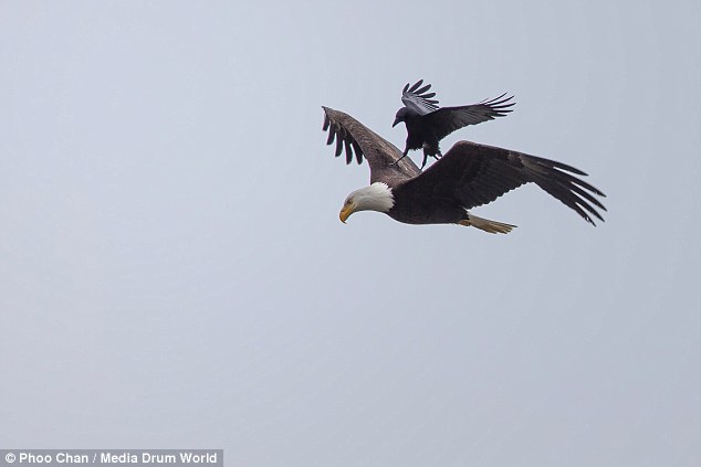 Ворона прокатилась верхом на орле. Фото
