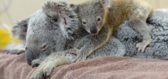 Малыш-коала не бросил мать во время операции. Сильные фото