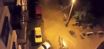 Сеть «взорвало» видео с плавающим крокодилом в Тбилиси. Видео
