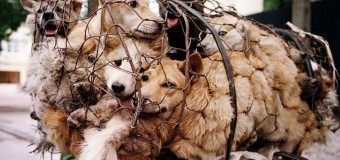Китайская пенсионерка спасла 100 собак от съедения. Фото