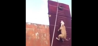 Пес, который одним прыжком взлетает на 4 метра в высоту, «порвал» сеть. Видео