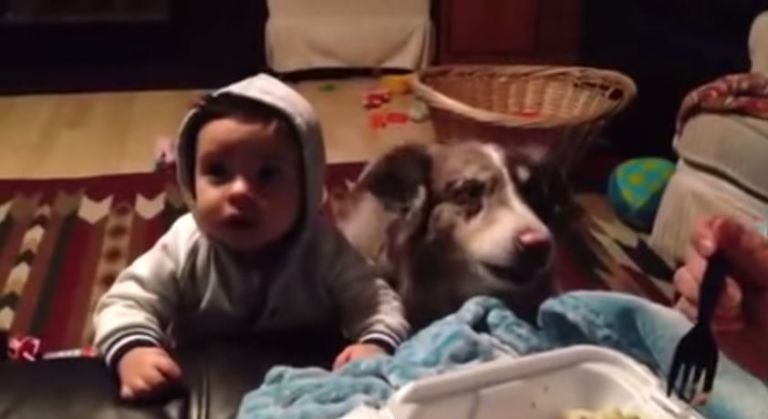 Собака научилась говорить «Мама» быстрее, чем ребенок. Видео