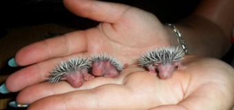 Невероятная милота: новорожденные животные. Фото