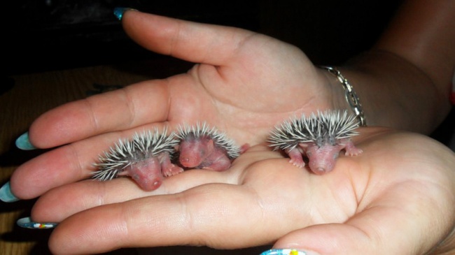 Невероятная милота: новорожденные животные. Фото