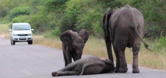 Трогательное видео, как слоны помогли слоненку подняться, «взорвало» сеть