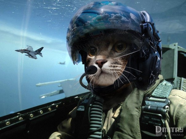 Невероятно: Летающий кот-пилот стал звездой YouTube. Видео