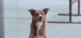 Трогательное видео про преданного пса собрало более 7 млн просмотров