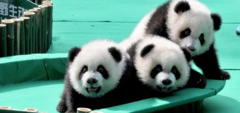 Хит сети: панды-тройняшки отметили свой первый день рождения. Видео