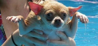 Топ просмотров: Ужас собак, которые боятся воды. Фото