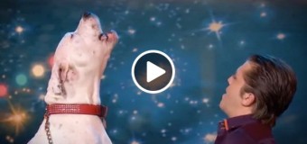 Сеть покорило видео, на котором собака исполняет песню Уитни Хьюстон