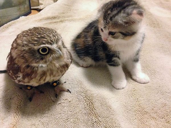 Эти малыши стали звездами сети: котенок и сова — дружба навсегда. Фото