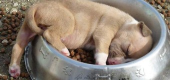 Заснул по дороге: Эти щенки стали звездами сети. Фото
