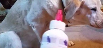 Очень смешное видео: этой собаке явно не по вкусу лекарства. Видео