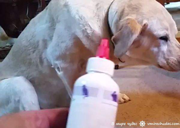 Очень смешное видео: этой собаке явно не по вкусу лекарства. Видео