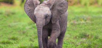Африканский слоненок стал звездой сети, потанцевав с ласточками. Видео