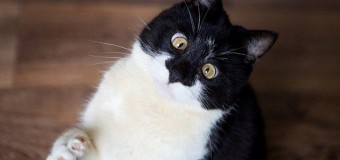 Кот с необычным косоглазием покорил пользователей сети. Видео