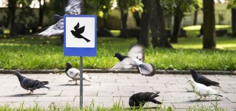 В Литве установили дорожные знаки для животных. Фото
