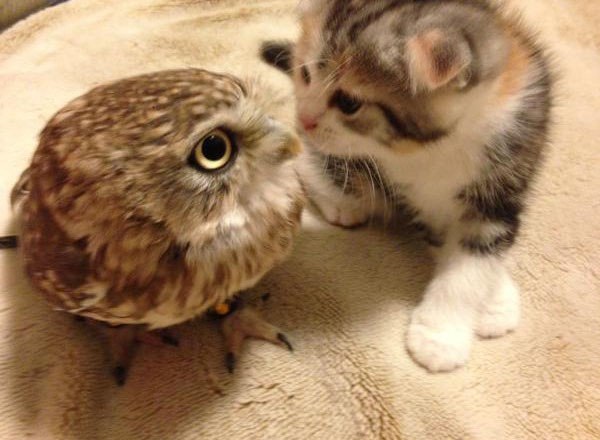 Звезды сети: котенок и сова дружат. Видео