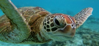 Черепаха «сняла» ролик о Большом Берьерном рифе. Видео