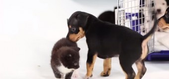 Интернет «покорило» видео знакомства котят со щенками