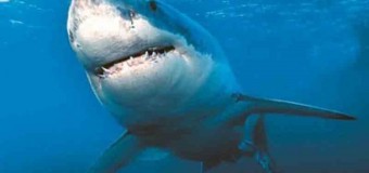 Специалисты Discovery: акулы любят слушать тяжелую музыку. Видео