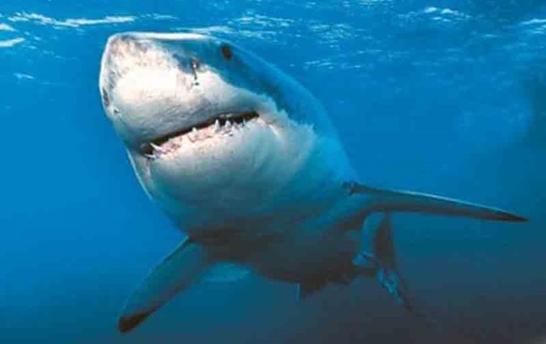 Специалисты Discovery: акулы любят слушать тяжелую музыку. Видео