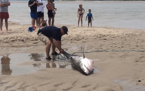 Видеохит: Отдыхающие сами убрали акулу с берега в воду