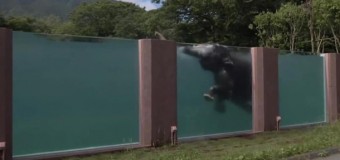 В японском зоопарке для слонов построили прозрачный бассейн. Видео