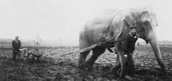 В начале прошлого века в Англии слоны пахали землю. Фото