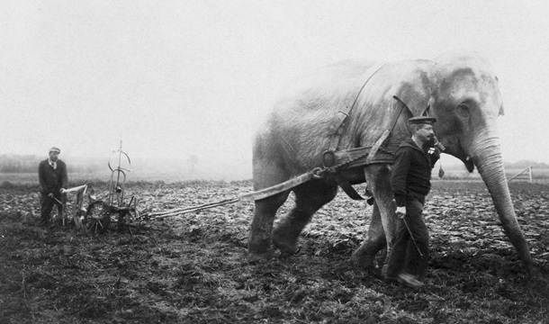 В начале прошлого века в Англии слоны пахали землю. Фото