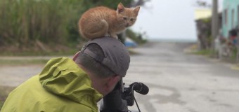 Звездой Youtube стал котенок, вылезший на голову оператора во время съемки. Видео
