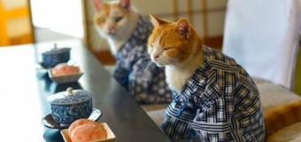 Кошки в кимоно «разрывают» сеть. Фото