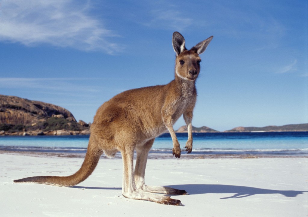 На пляжах Австралии кенгуру загорают рядом с красотками. Фото