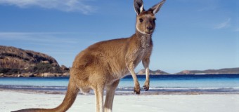 На пляжах Австралии кенгуру загорают рядом с красотками. Фото