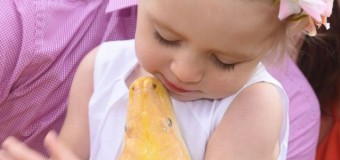 Сеть «шокировали» снимки двухлетней девочки, целующей питона. Видео